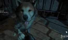 狗崽队爆料王卓视频全集,王卓视频全集深度解析